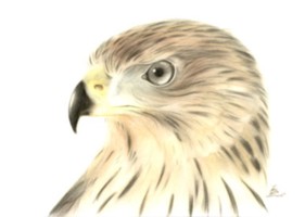 сокол на гербе рода Асано